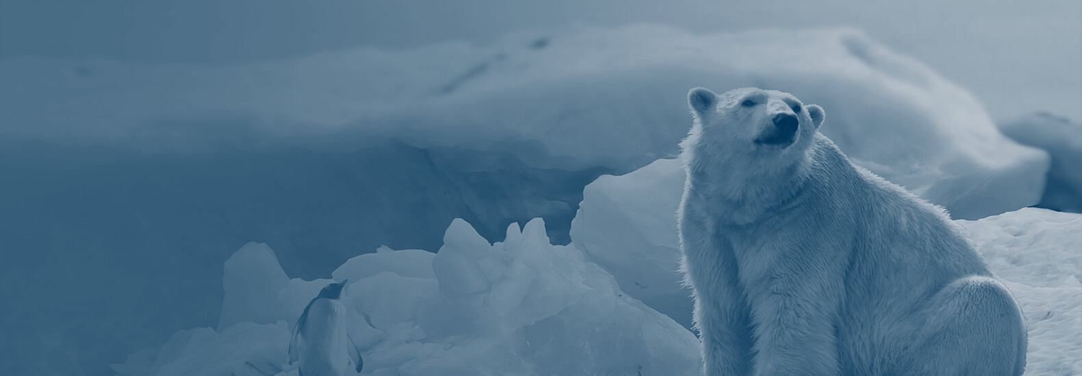 polar bear on ice cap